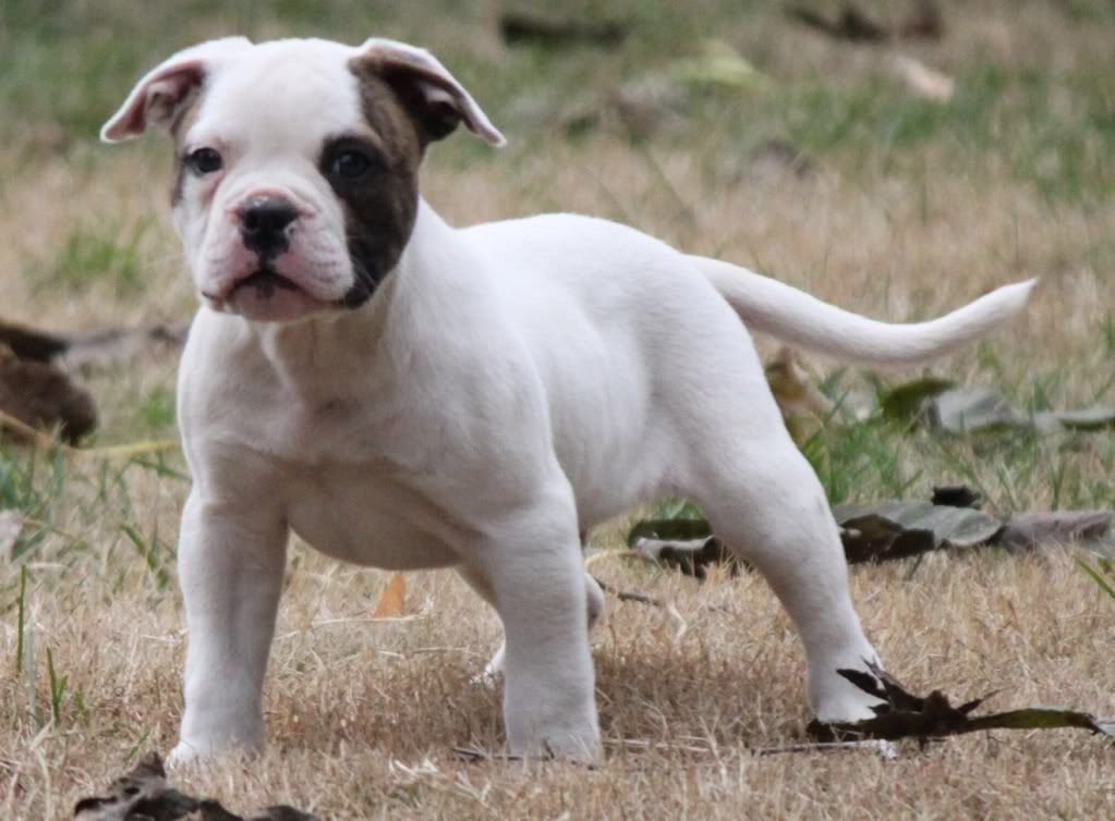 American Bulldog Boxer Mix Puppy Pictures